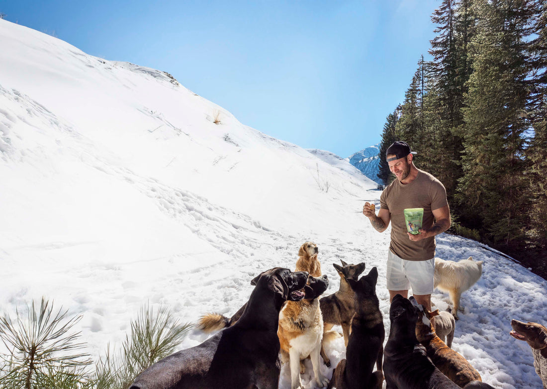Exploring the Emotional Wellbeing of Pets and Their Connection to Our Family Dynamics