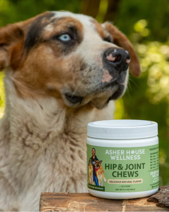 Which Dog Chew Should I Purchase from Asher House Wellness?