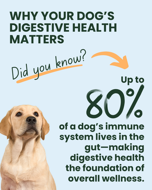 Why Digestive Health Matters