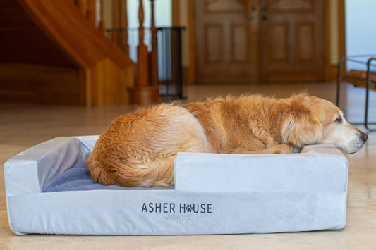 How to Help Dog With Separation Anxiety: 9 Expert Tips