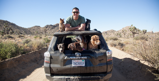 Newsweek Spotlights Lee Asher — One Dog's Journey from Survival to Joy