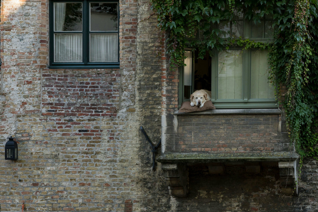 Dog Separation Anxiety Solutions That Actually Work
