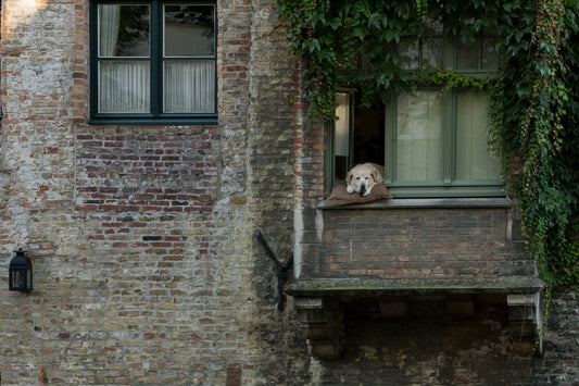 Dog Separation Anxiety Solutions That Actually Work