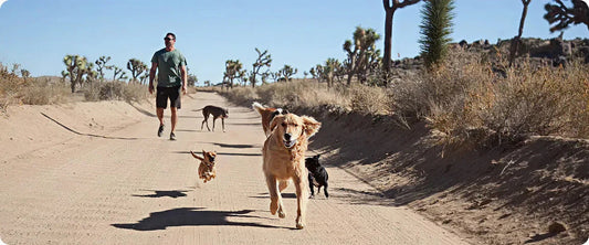 Pet Wellness Consumer Trends Report 2026