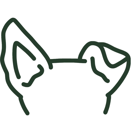 How to Prevent Dog Ear Infections: 7 Vet-Backed Steps