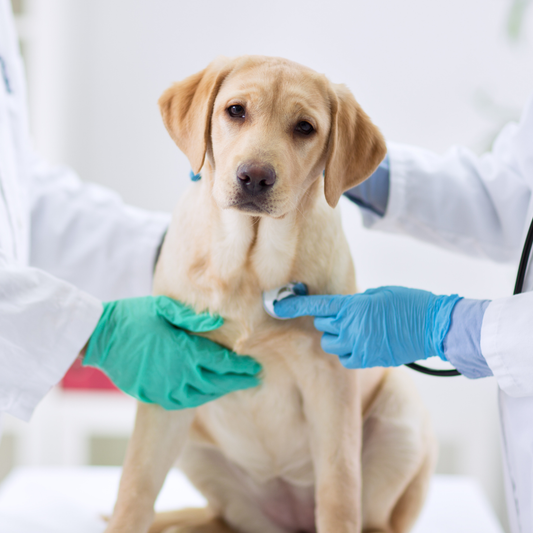 Senior Dog Joint Pain Relief: Expert Guide for 2026