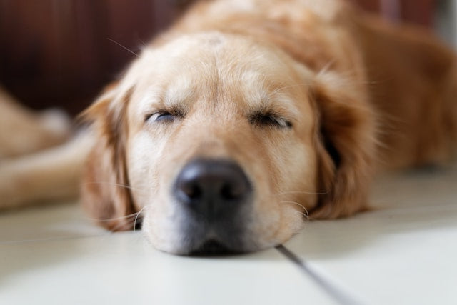 Melatonin for Dogs Sleep: Safety, Dosage & Natural Alternatives