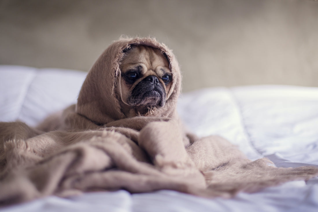 Unleash the Magic of Grooming for a Shiny Coat and Happy Pets!