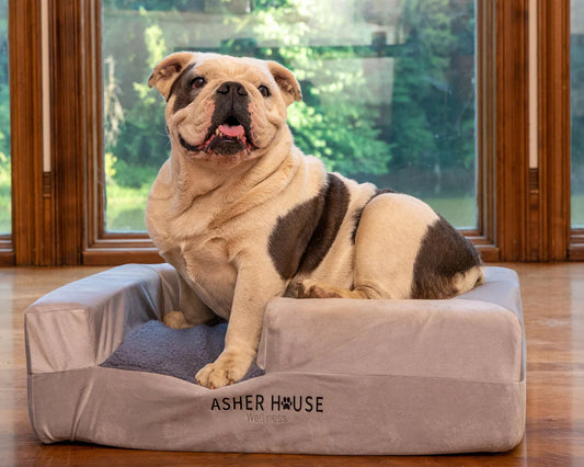 Orthopedic Dog Bed | Support + Sleep