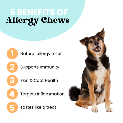 Allergy Chews | Soothe + Shield