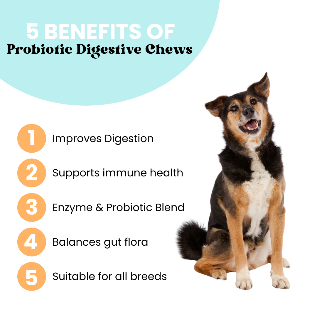 Probiotic Digestive Chews | Flora + Flourish