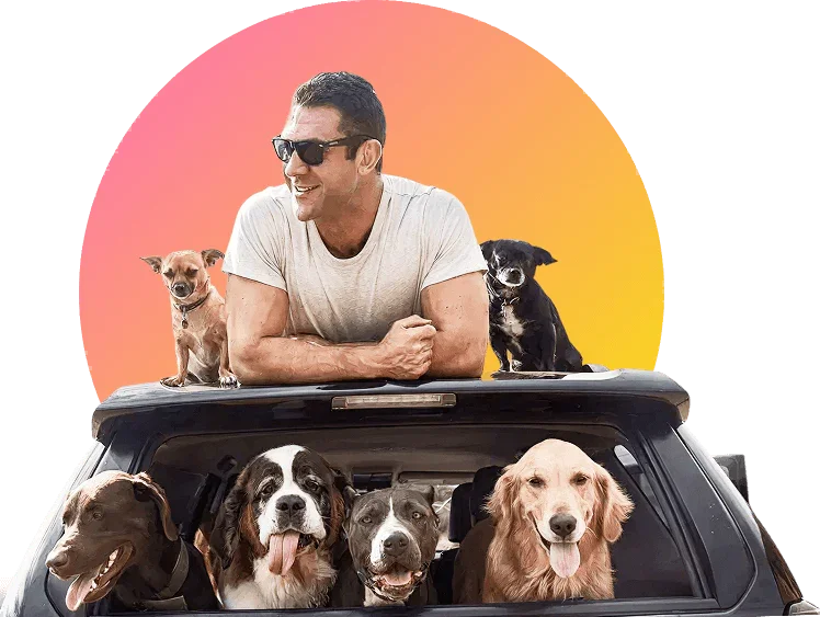 The whole pack together