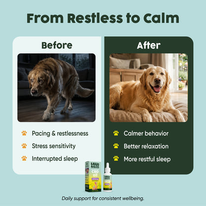 1000mg CBD Oil | Calm + Comfort - for Pets