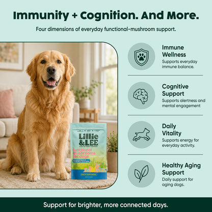Functional Mushrooms for Dogs | Immunity & Cognition